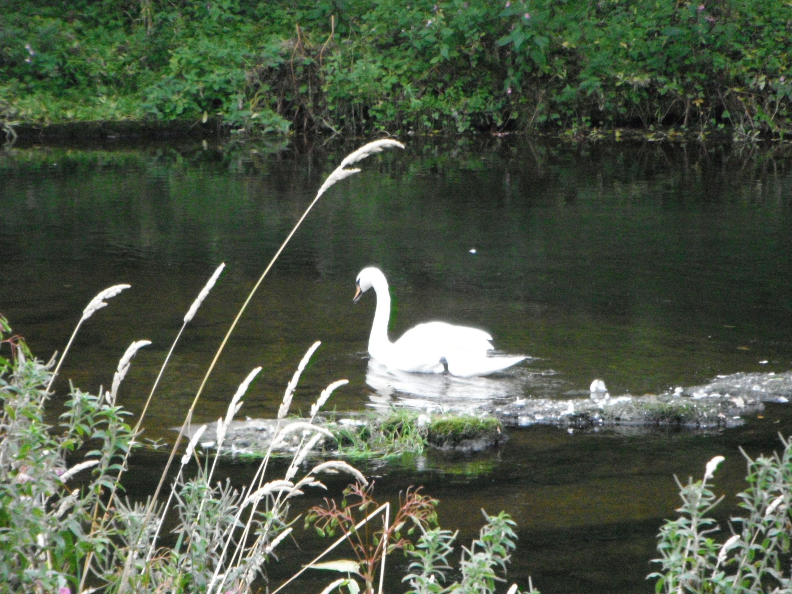 riverside swan another view